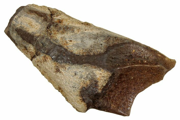 Fossil Triceratops Shed Tooth - Montana #350682